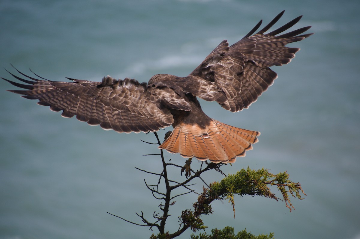 Red-tailed Hawk - ML343813681