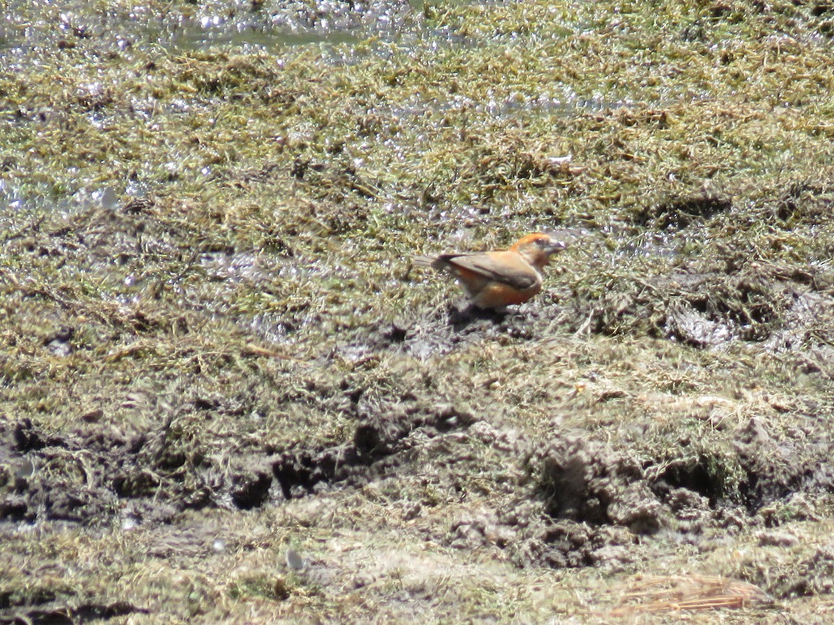 Red Crossbill - ML343814351