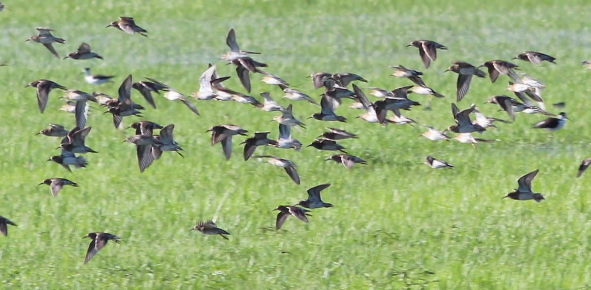 Pectoral Sandpiper - Gary Leavens