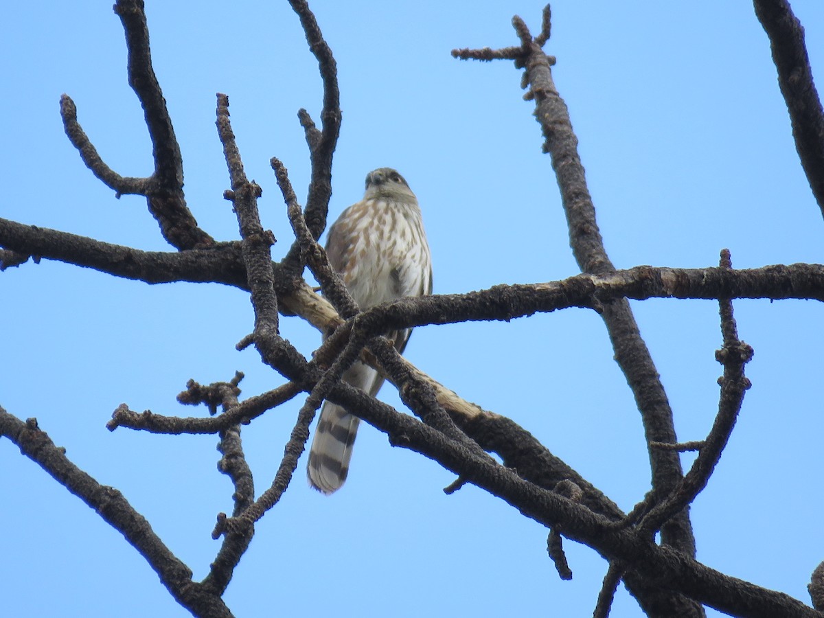 Sharp-shinned Hawk - ML343814471