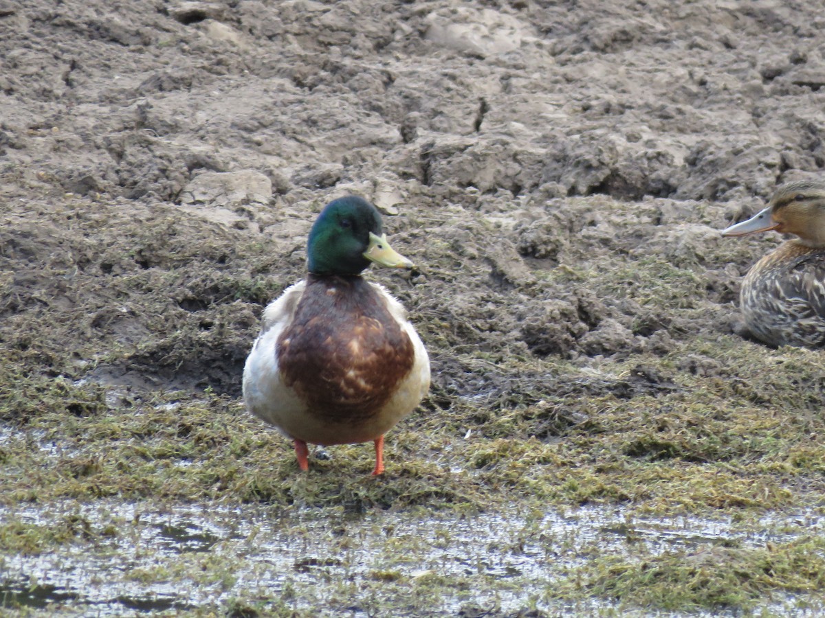 Mallard - ML343814621