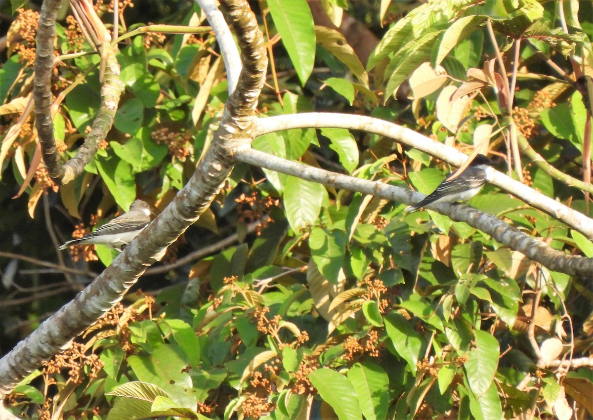 Eastern Kingbird - ML343815071