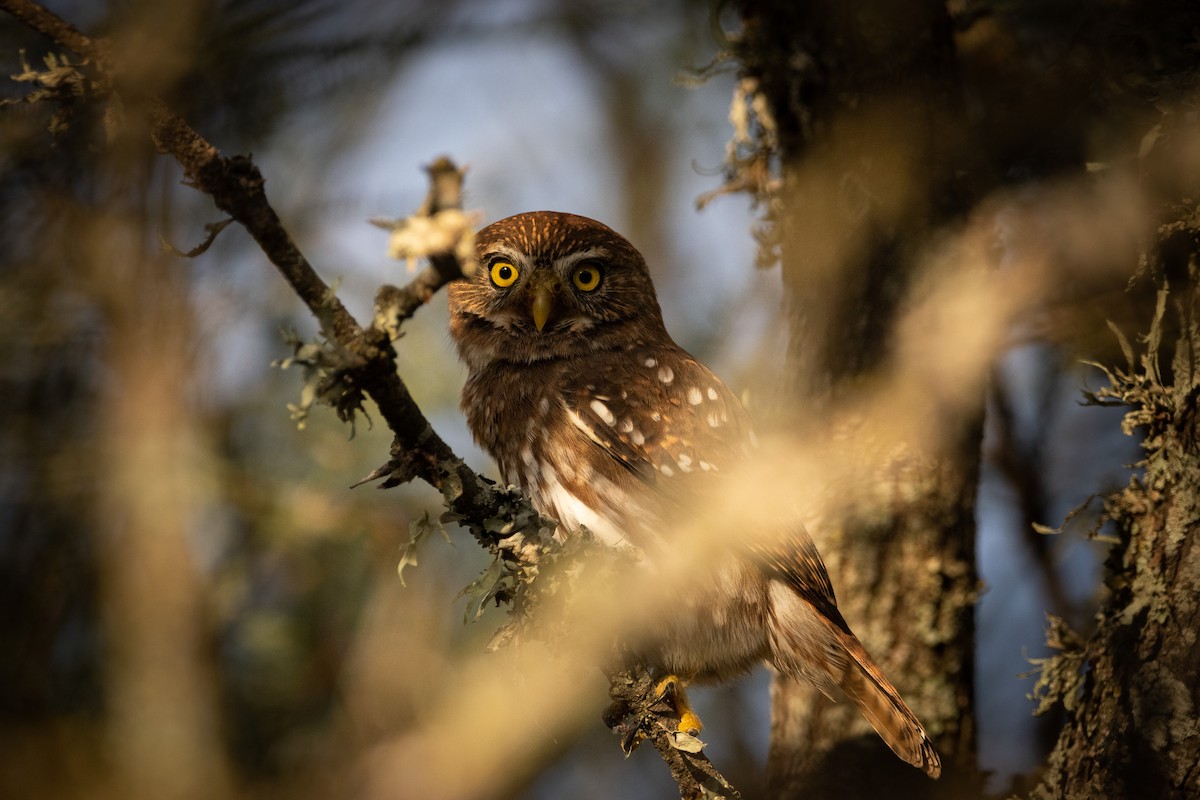 Ferruginous Pygmy-Owl - ML343815091