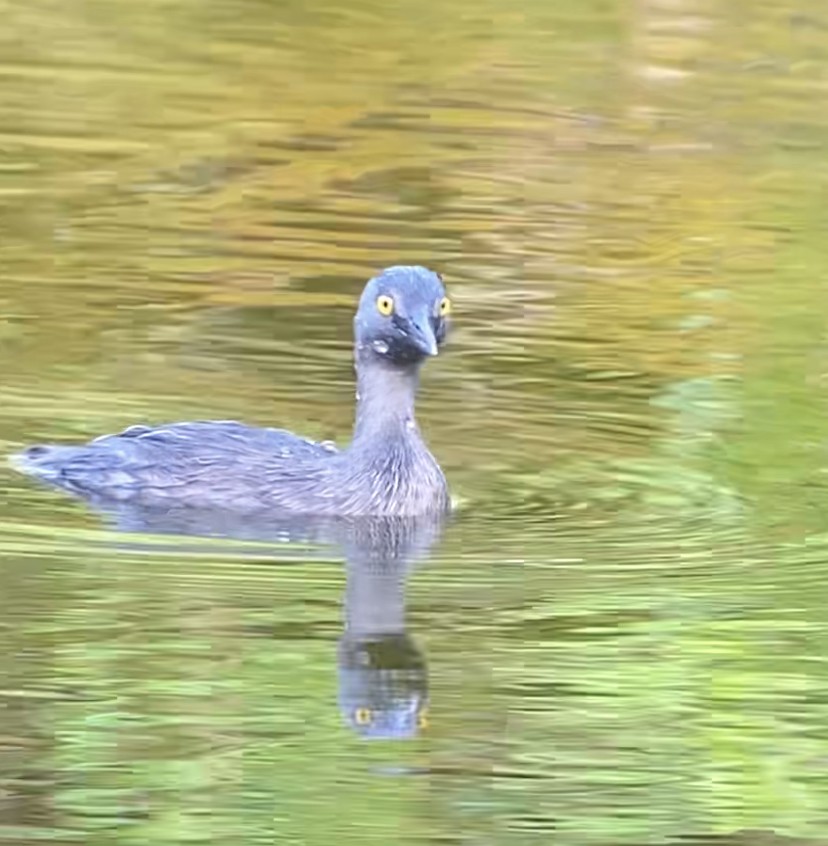 Least Grebe - ML343815191