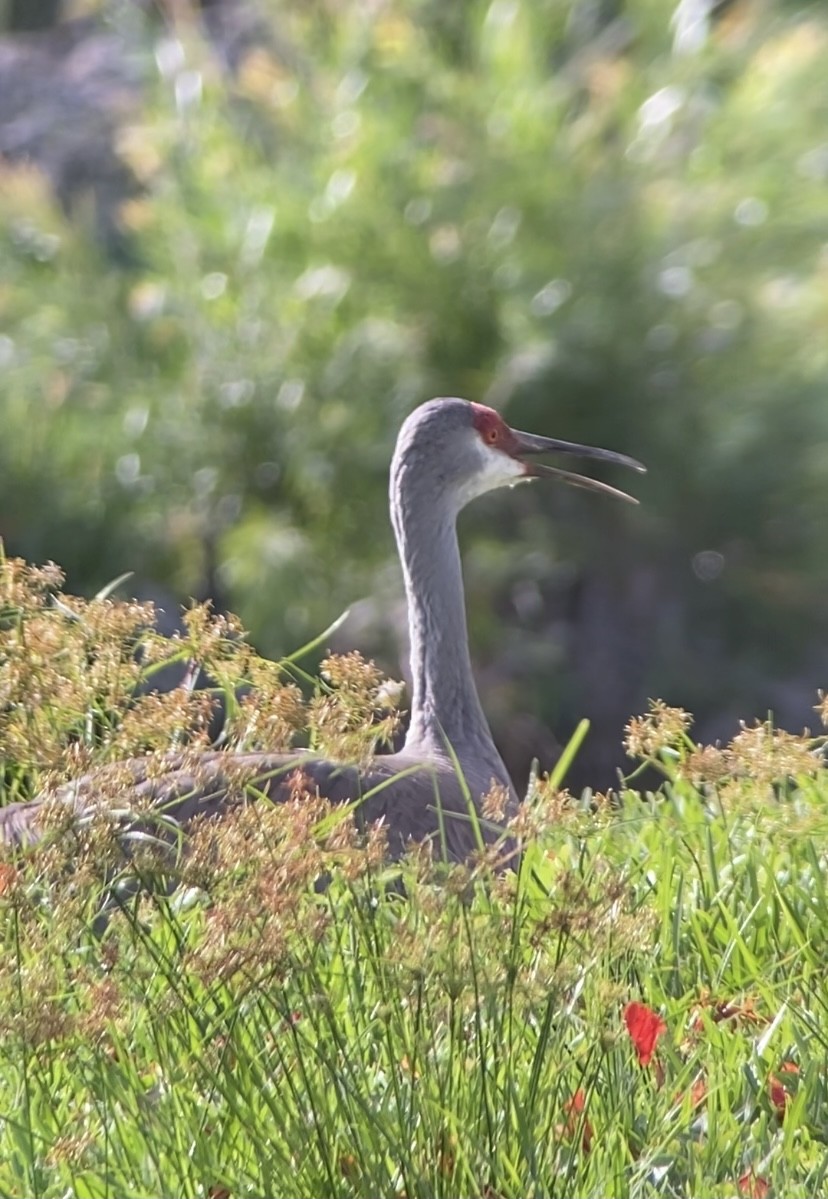 Sandhill Crane - ML343815391