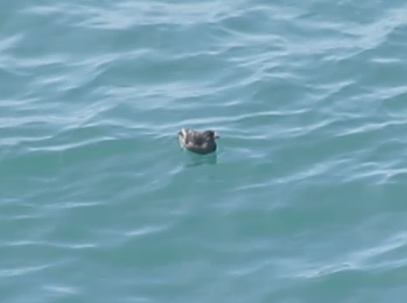 Rhinoceros Auklet - Bob A