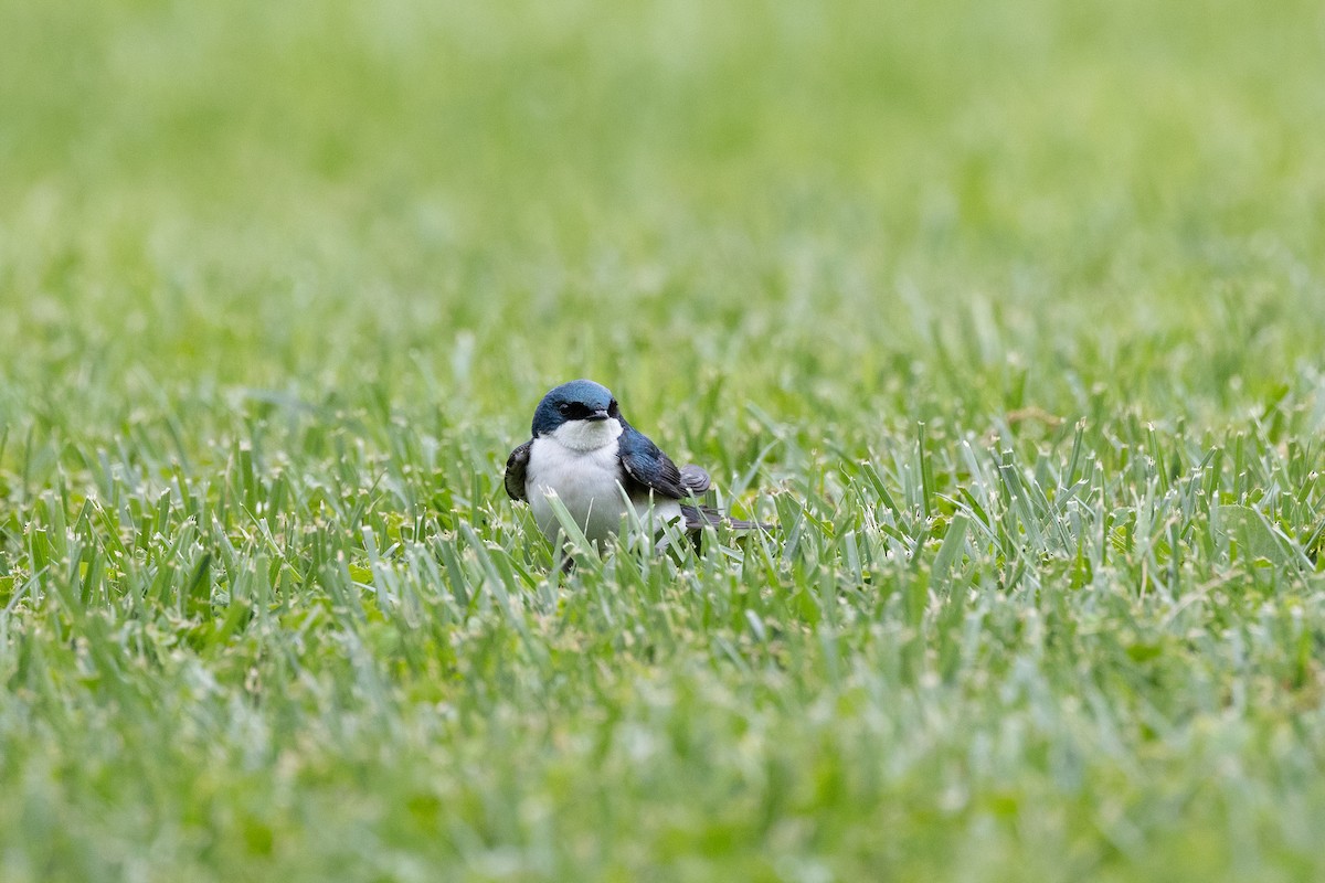 Tree Swallow - ML343816731
