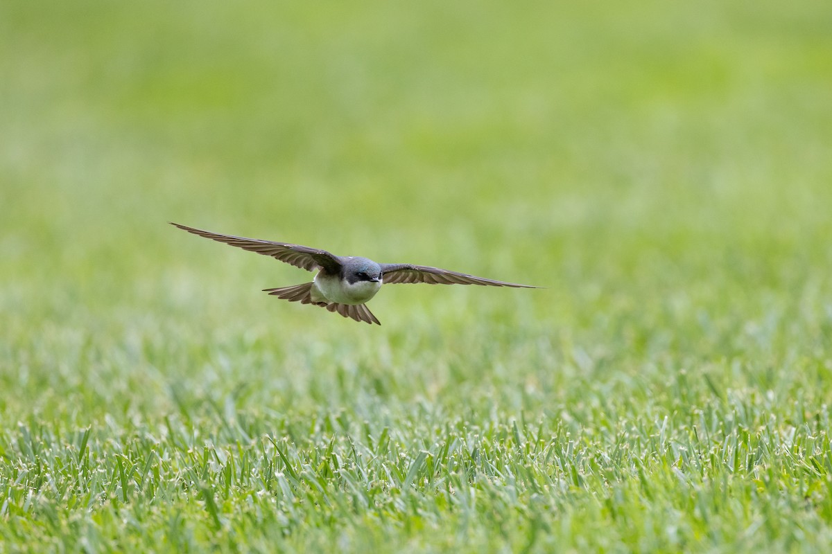 Tree Swallow - ML343816861