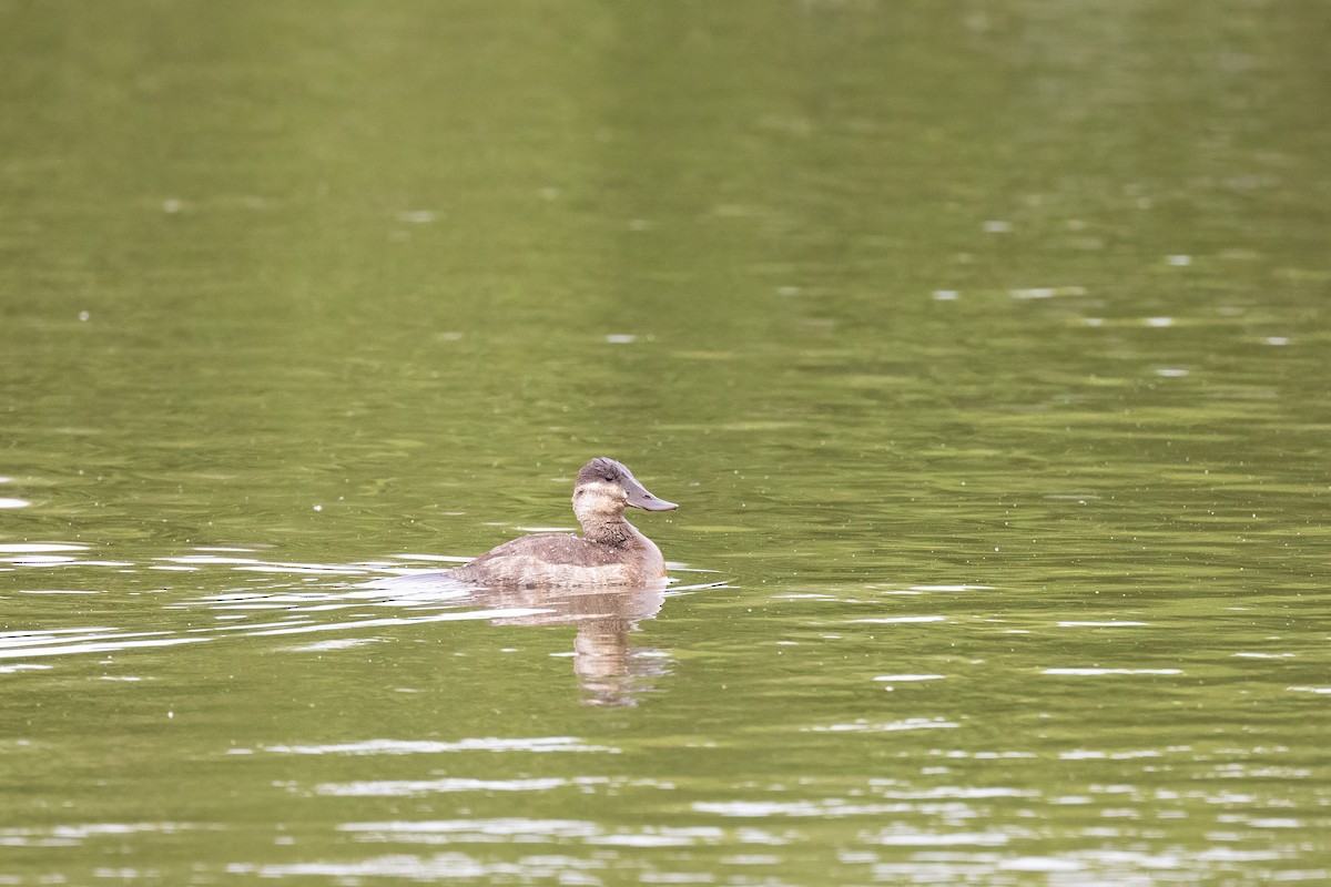 Ruddy Duck - ML343817141