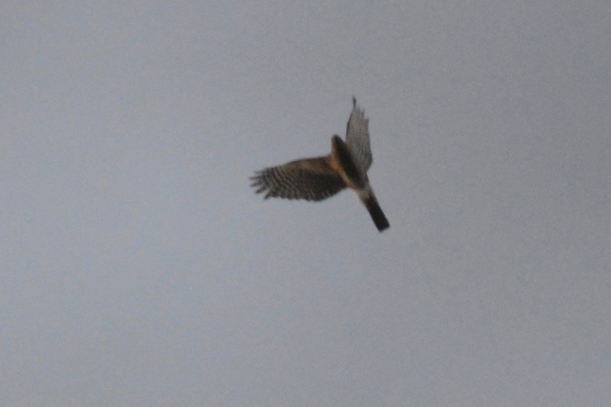 Sharp-shinned Hawk - ML343819351