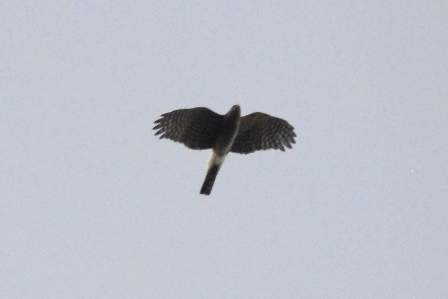 Sharp-shinned Hawk - ML343819361