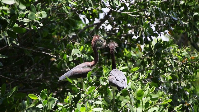 Tricolored Heron - ML343819461