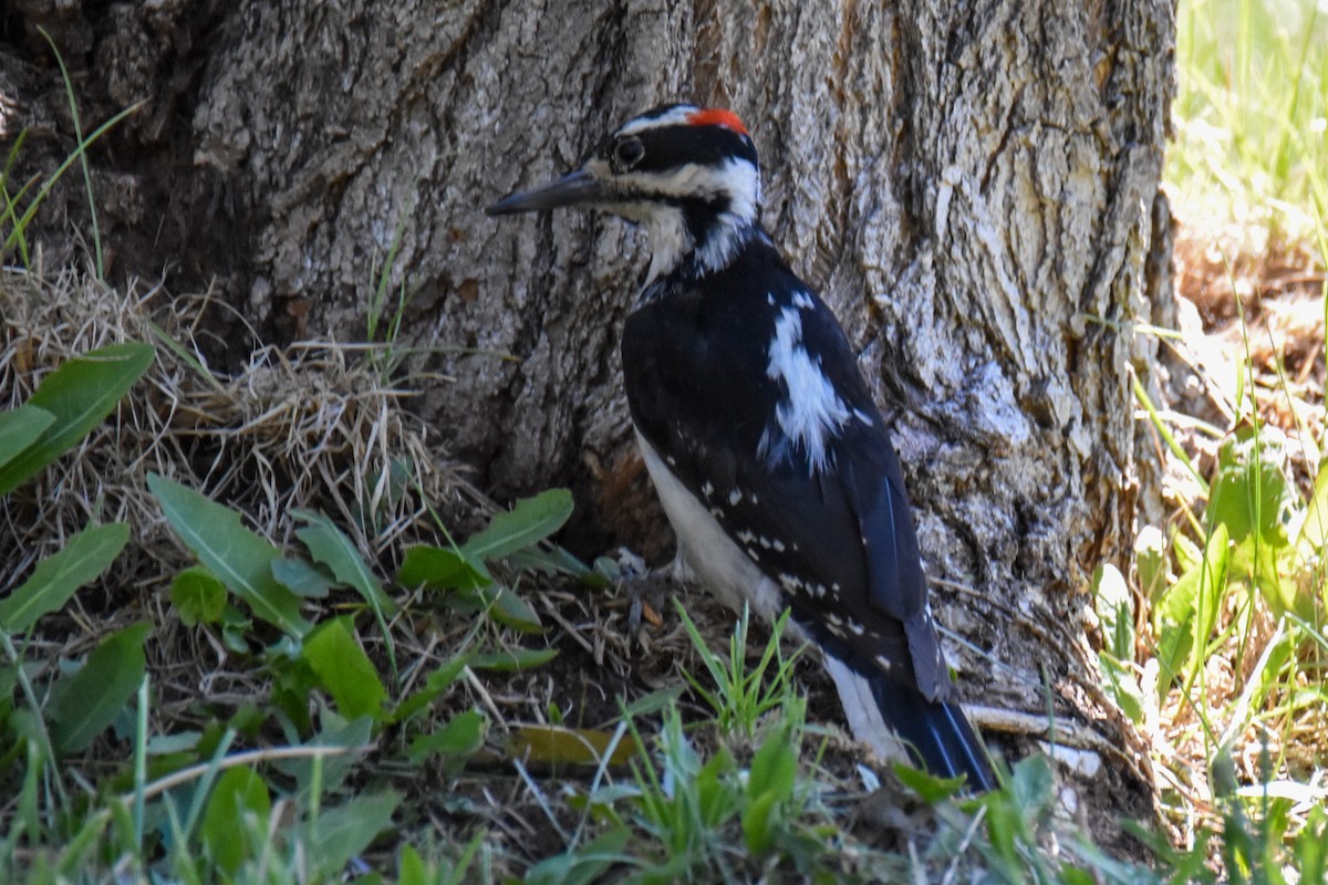 Hairy Woodpecker - ML343821161