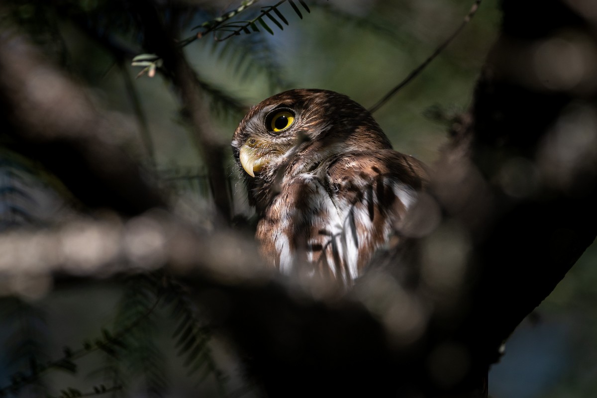 Ferruginous Pygmy-Owl - ML343821601