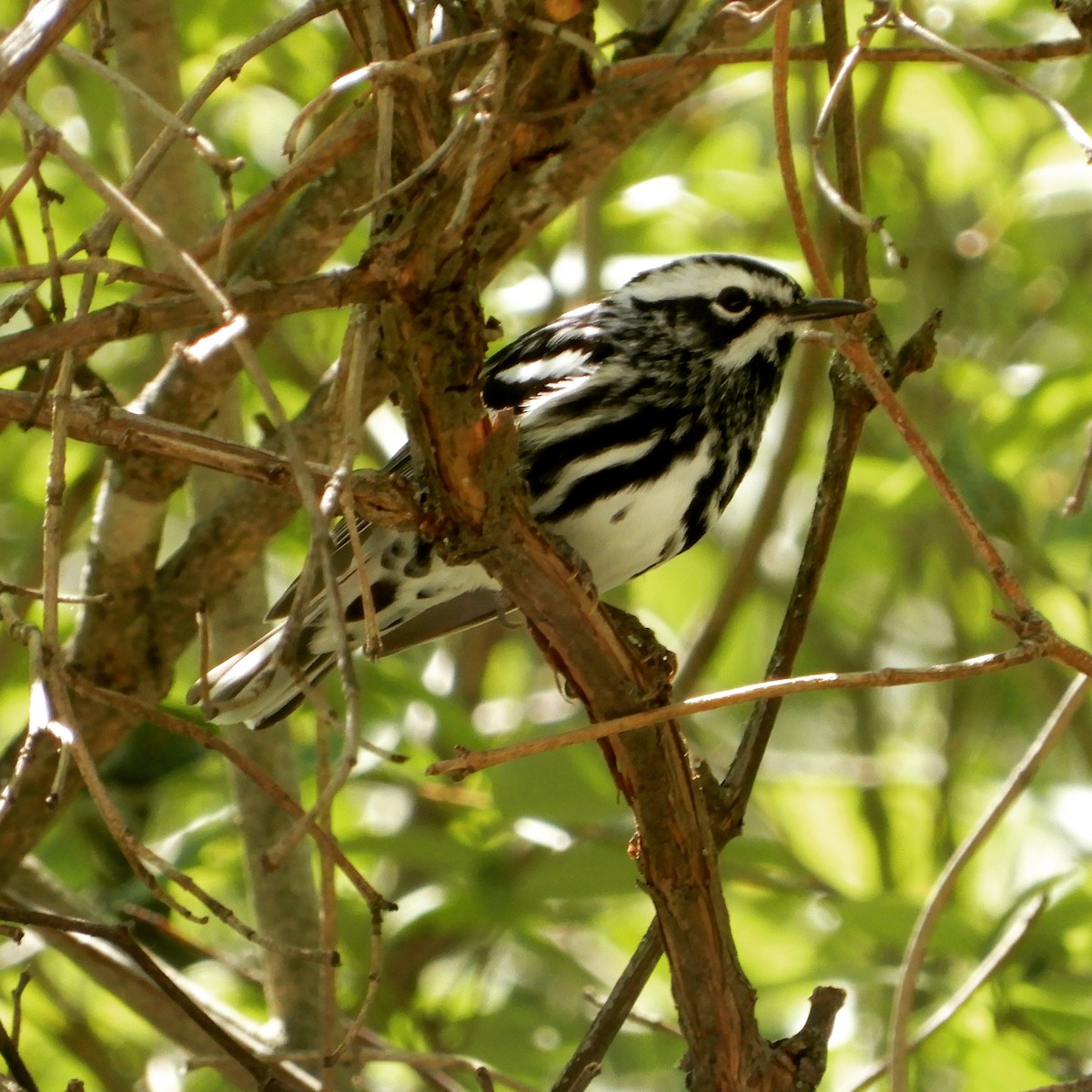 Black-and-white Warbler - ML343821651