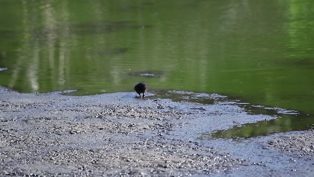 Common Gallinule (American) - ML343821901