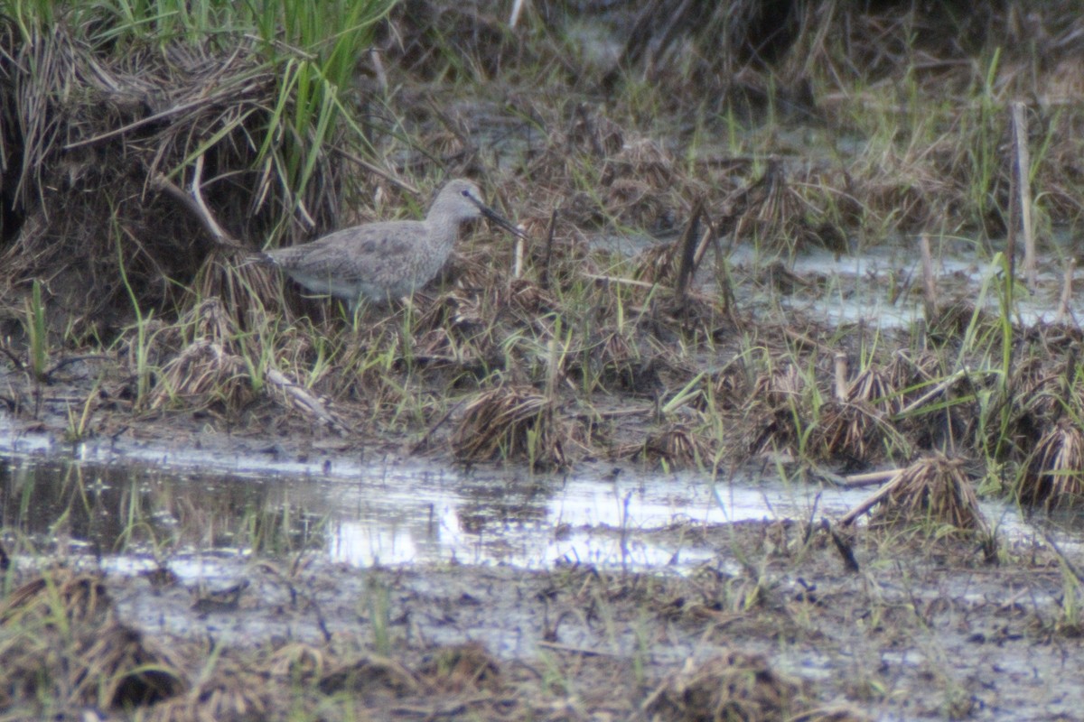 Willet - Ed Hogg