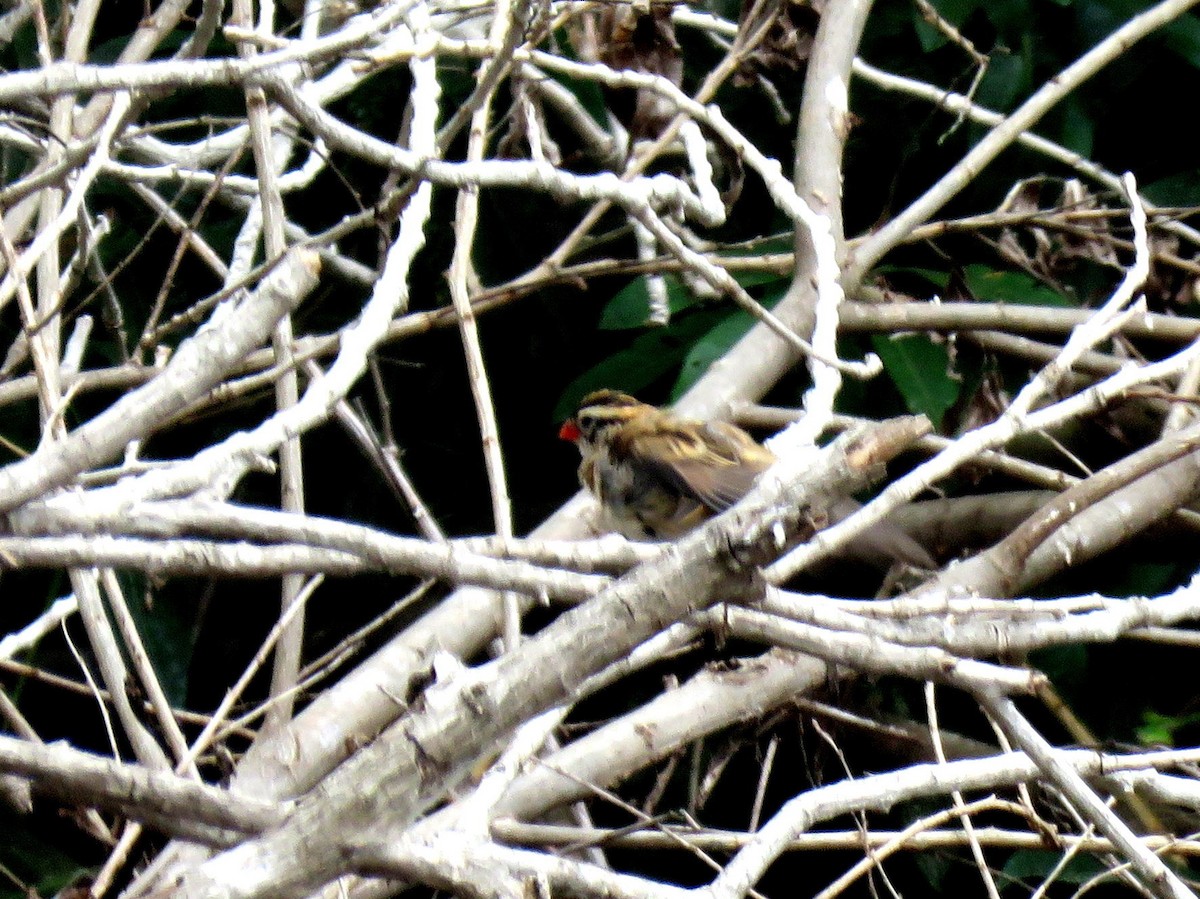 Pin-tailed Whydah - John Toh