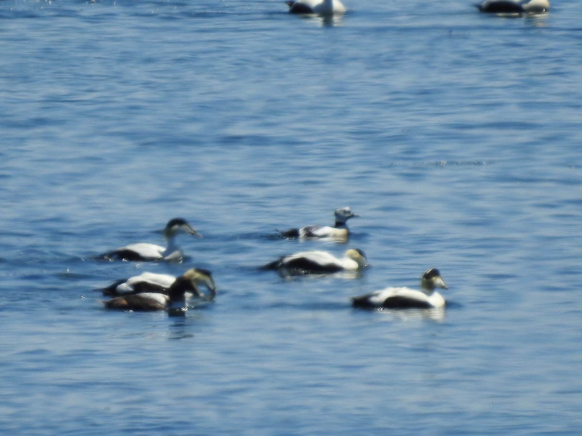 Steller's Eider - Nathalie Vibert