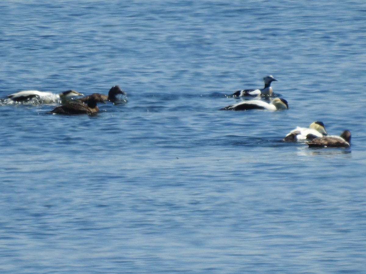 Steller's Eider - ML343824971