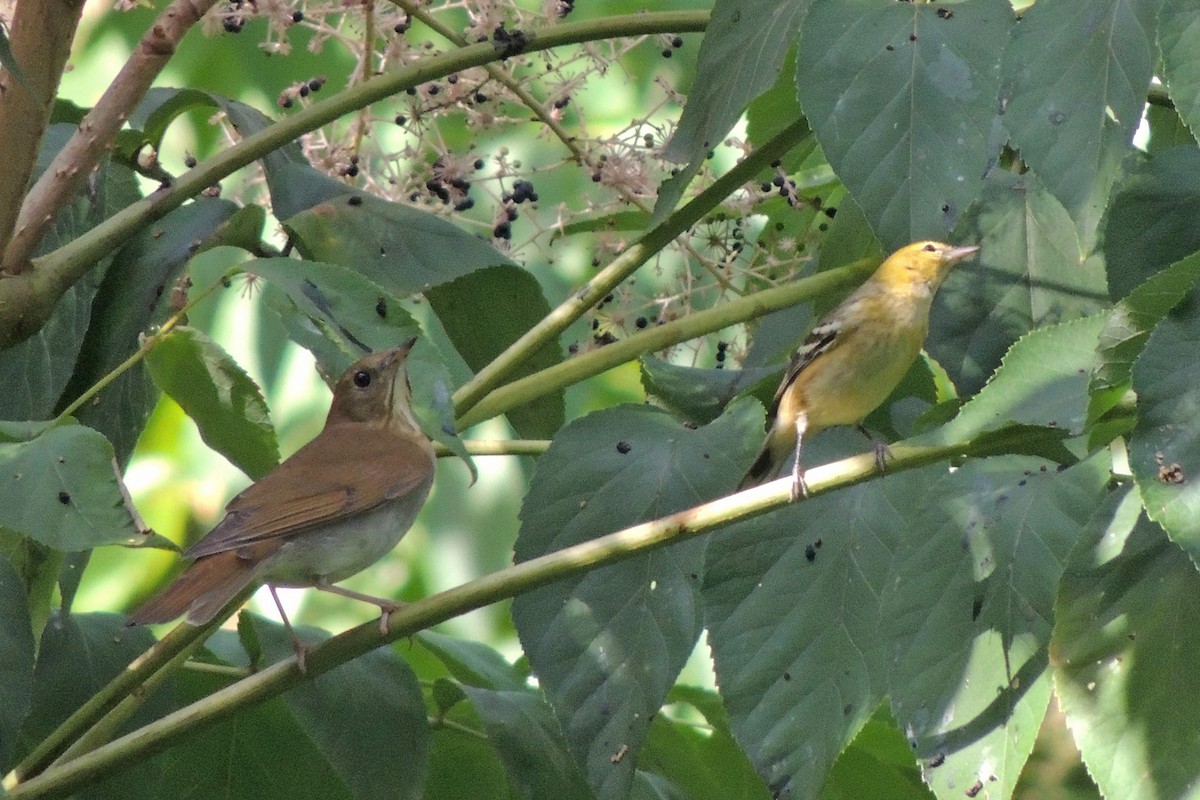 Bay-breasted Warbler - ML34382541