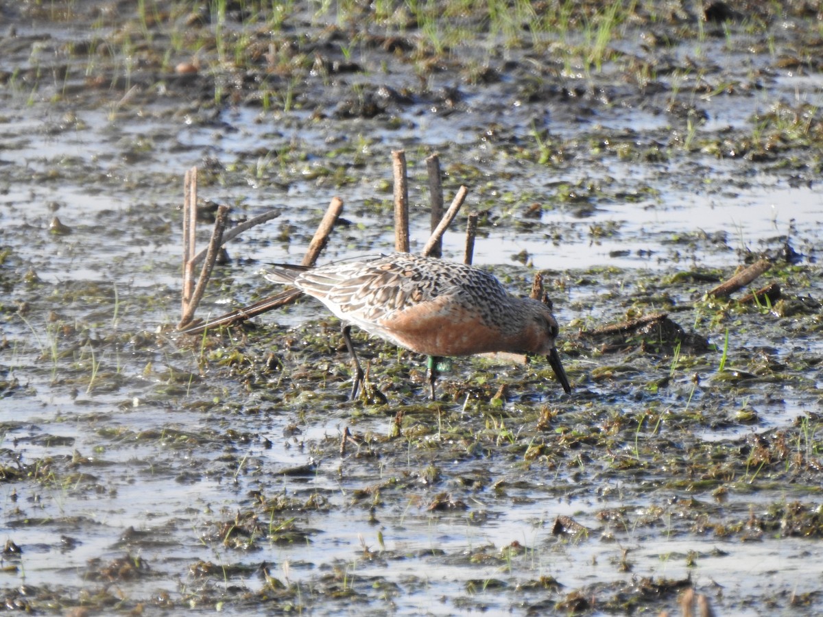 Red Knot - Sydney Stroschein