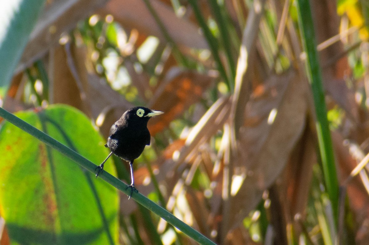 Spectacled Tyrant - ML343826211