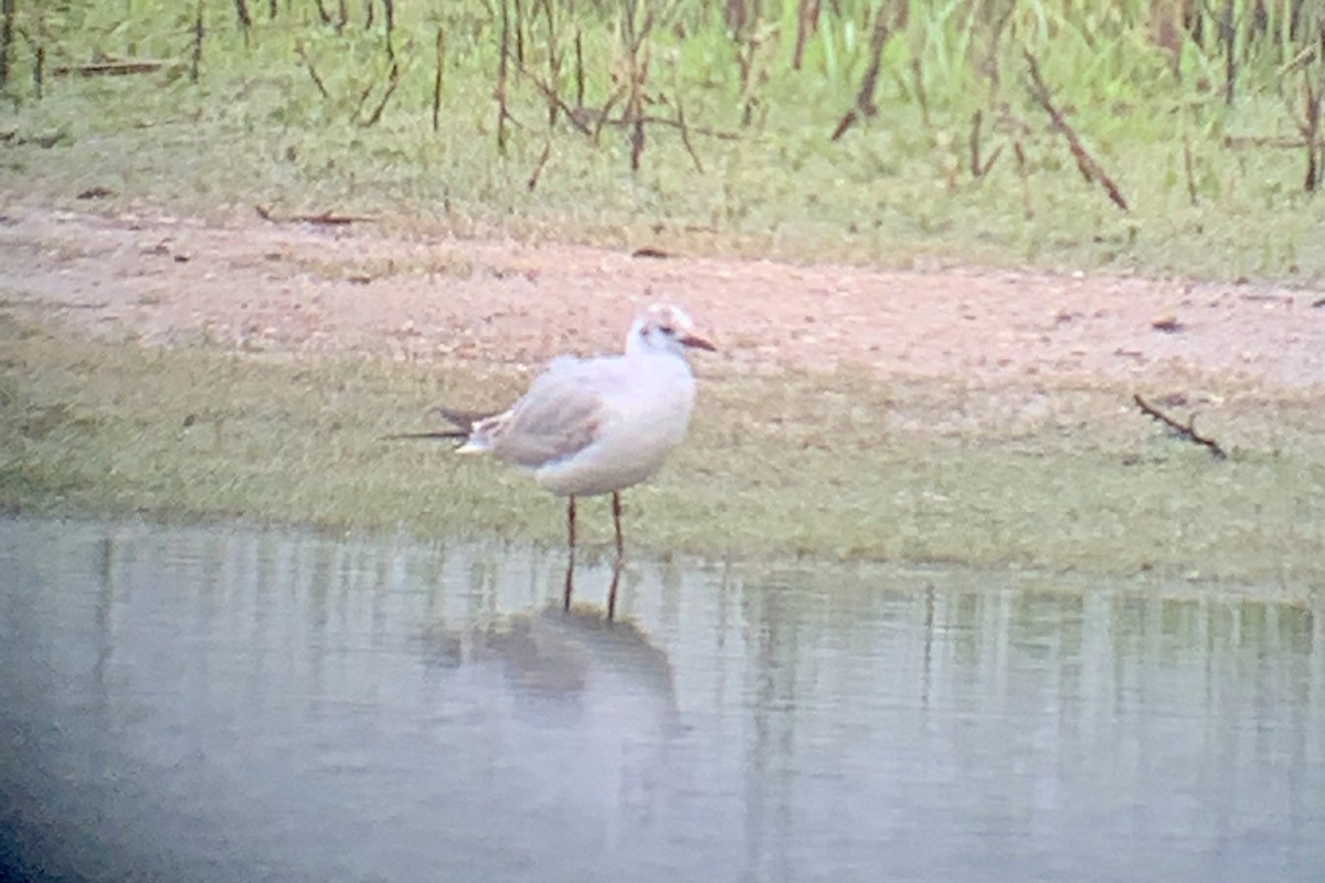 Gaviota Reidora - ML343827141