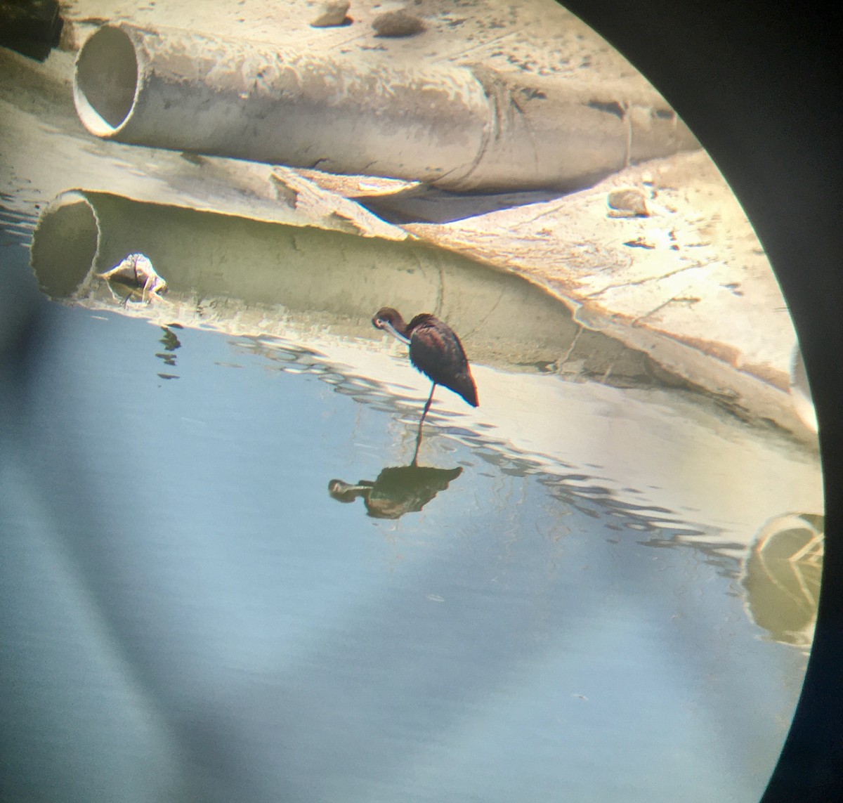 White-faced Ibis - Ann Hunkins