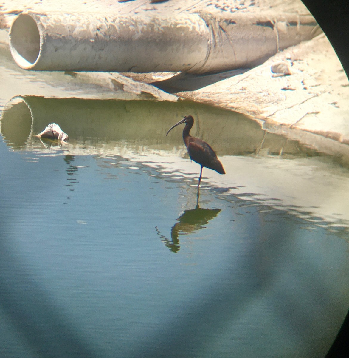 White-faced Ibis - ML343827271