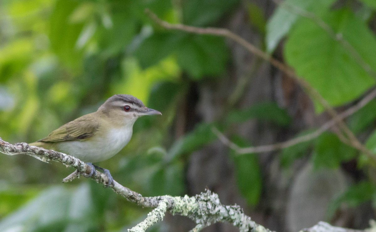 rødøyevireo - ML343827391