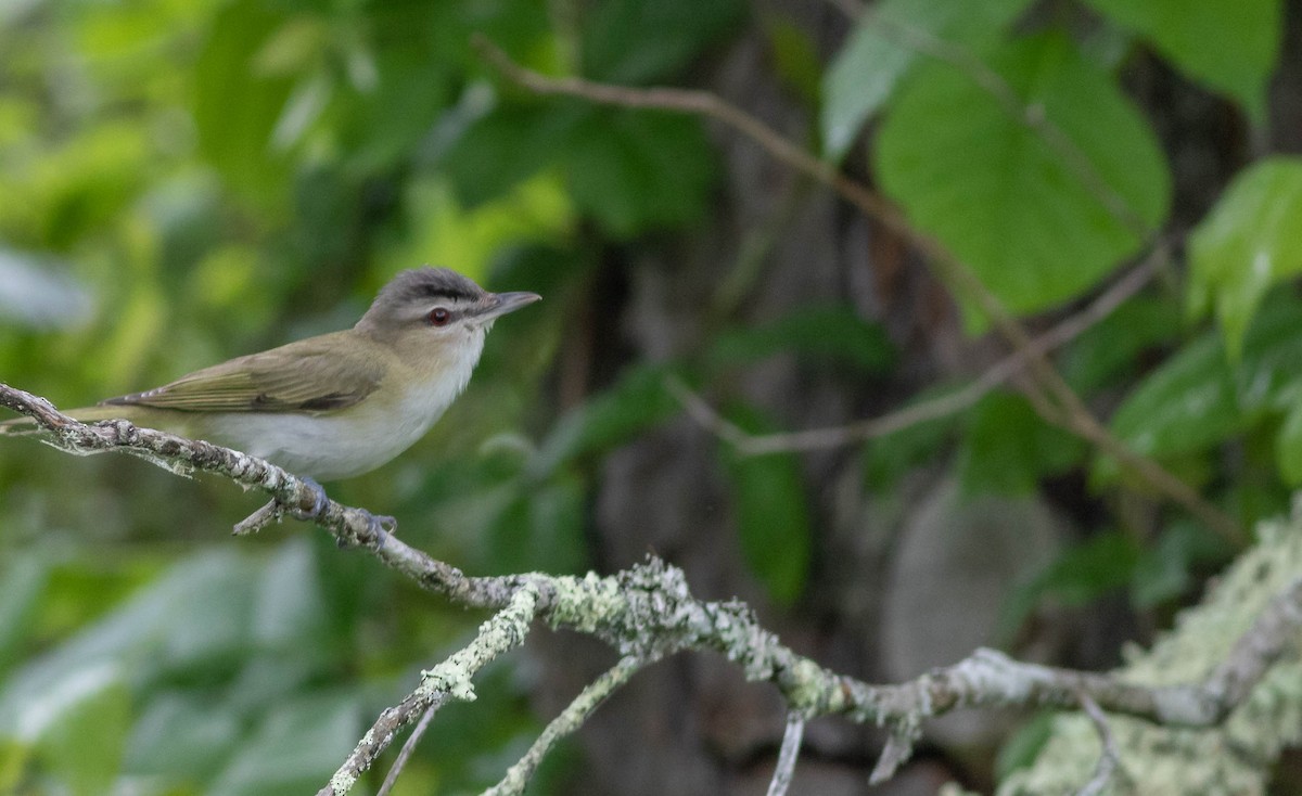 Red-eyed Vireo - ML343827411