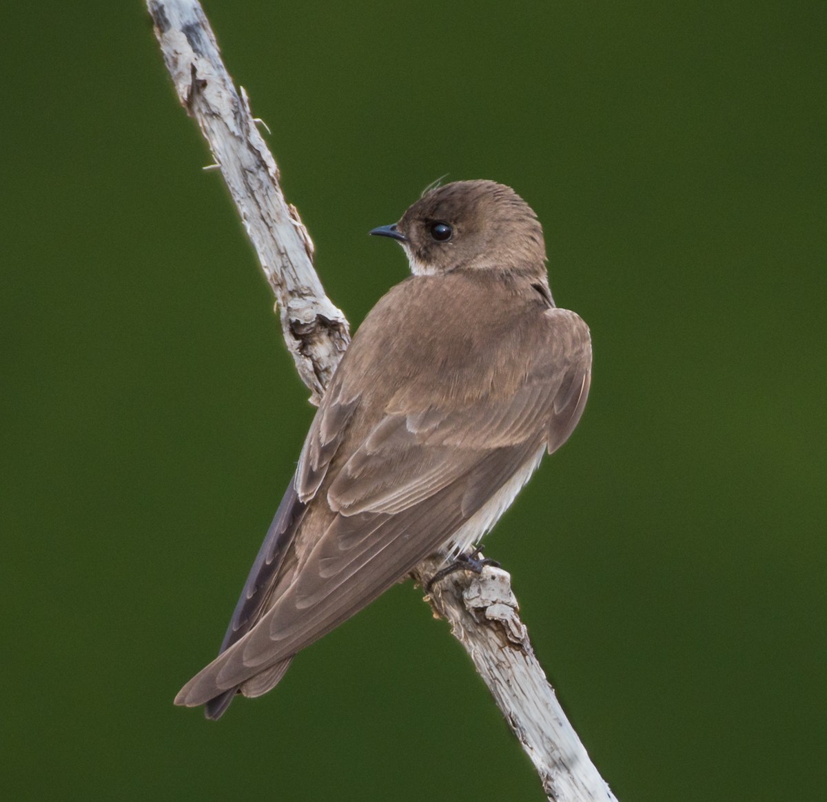 Northern Rough-winged Swallow - ML343827831