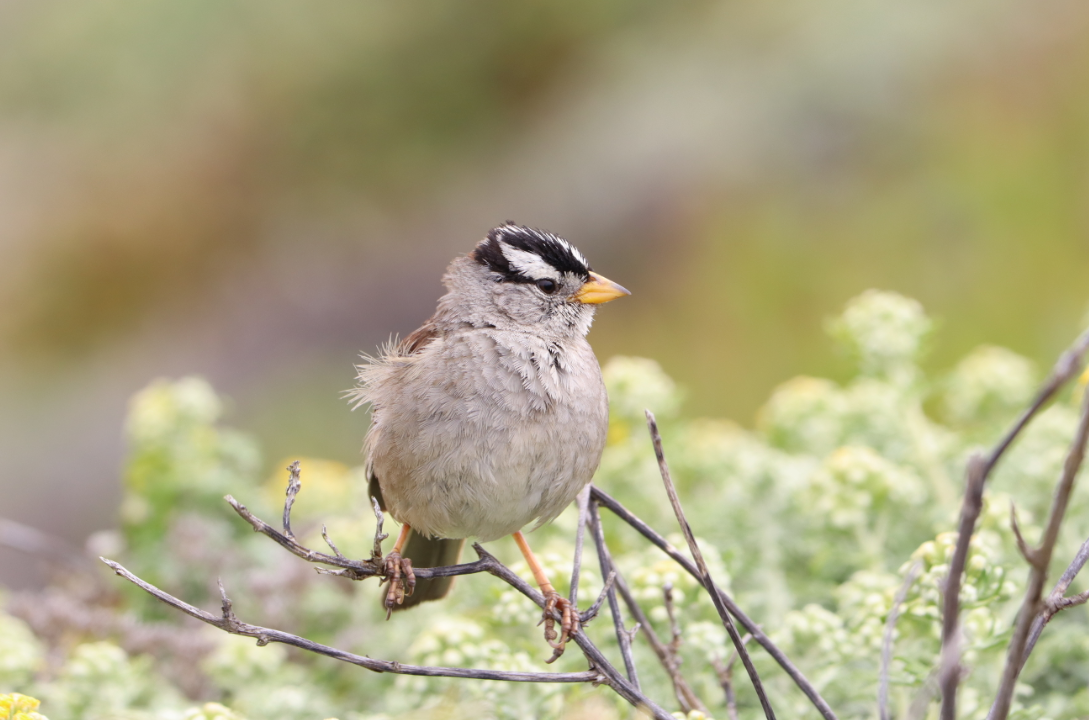 White-crowned Sparrow (nuttalli) - Robert  Horn