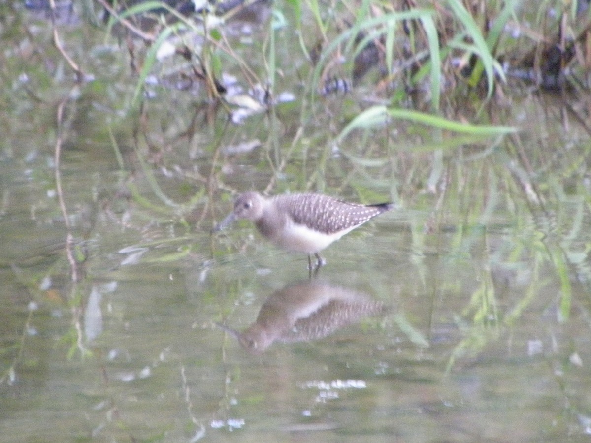 Solitary Sandpiper - ML34383041