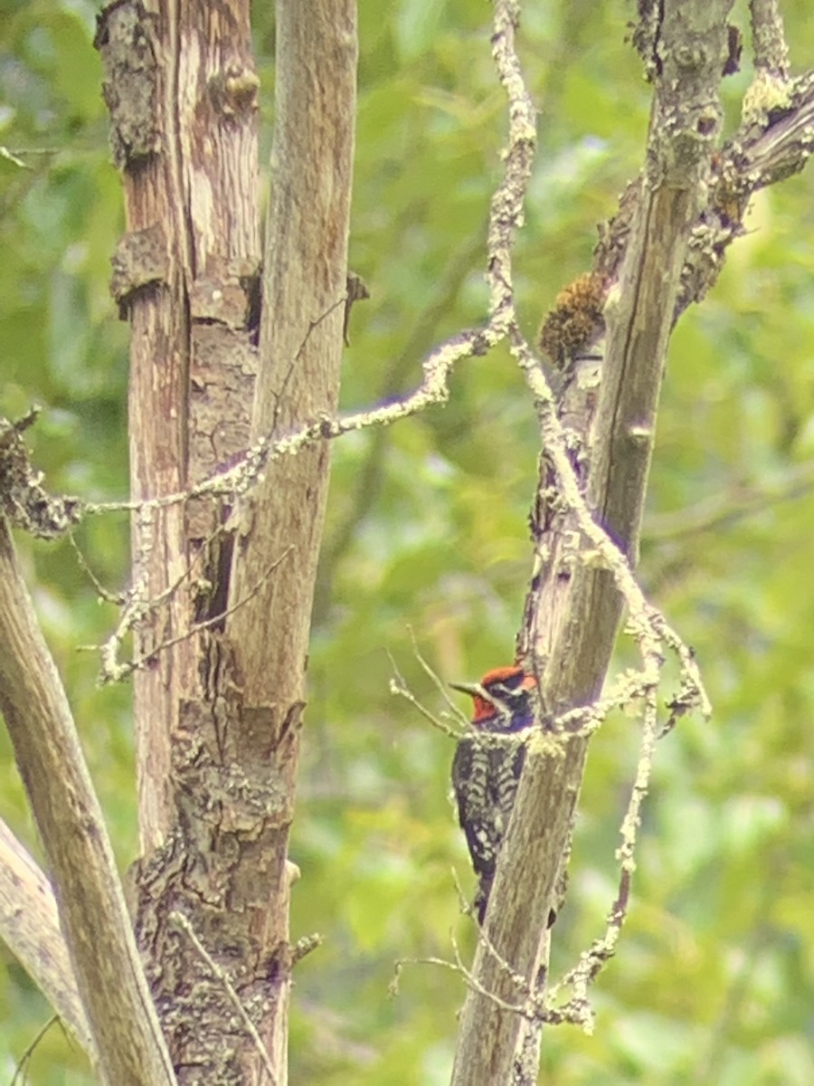 Red-naped Sapsucker - ML343830581