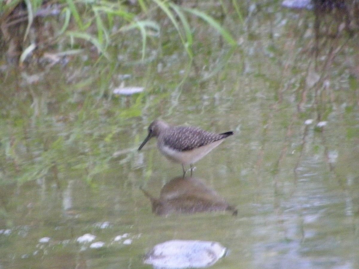 Solitary Sandpiper - ML34383071