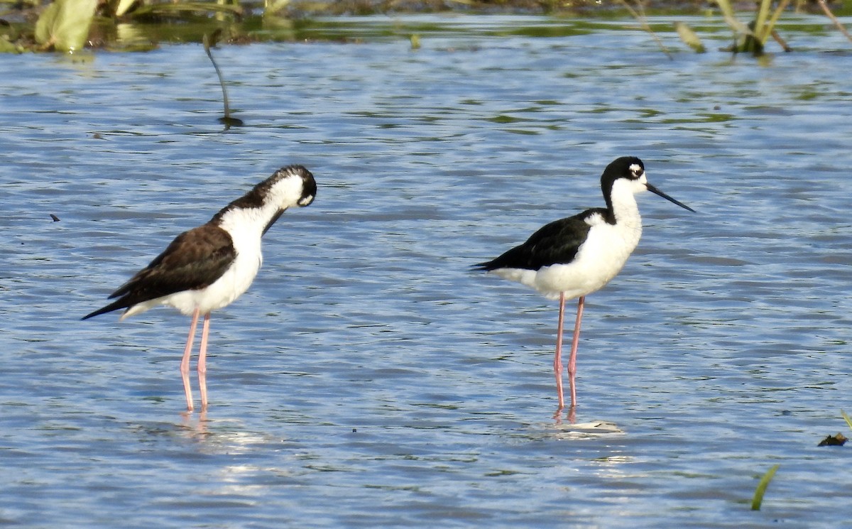 Black-necked Stilt - Van Remsen