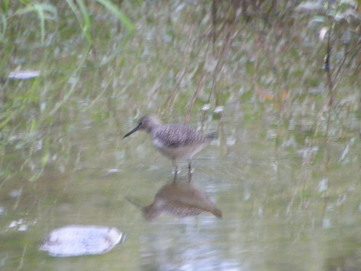 Solitary Sandpiper - ML34383081