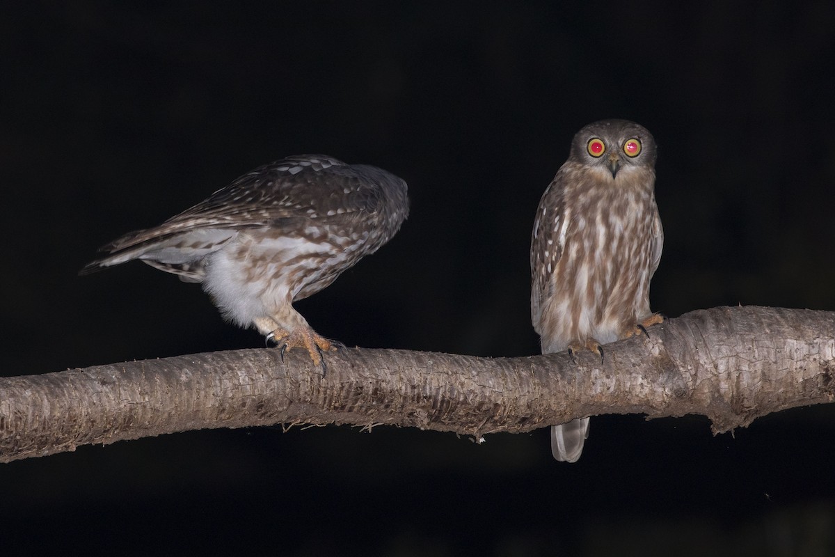 Barking Owl - Isaac Clarey