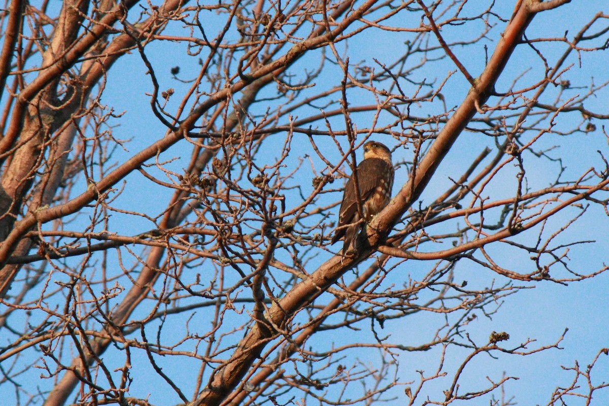 Merlin (Taiga) - ML34383251