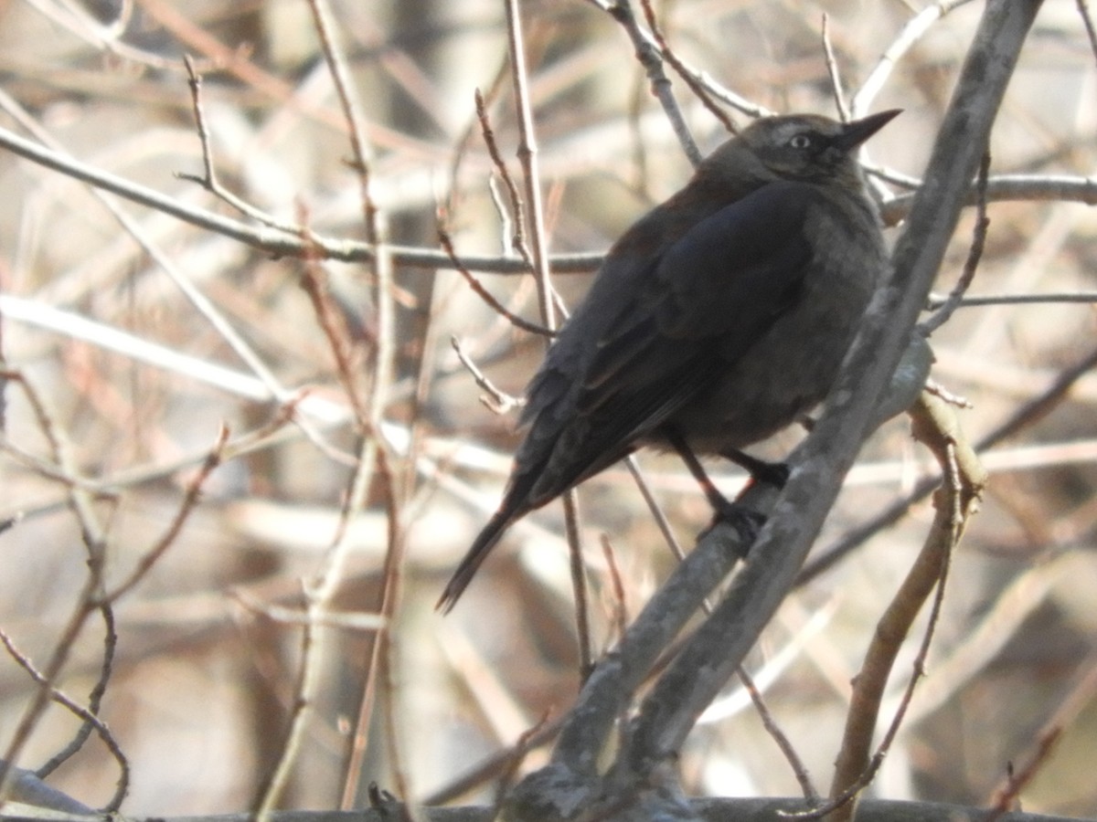 Rusty Blackbird - ML343834321