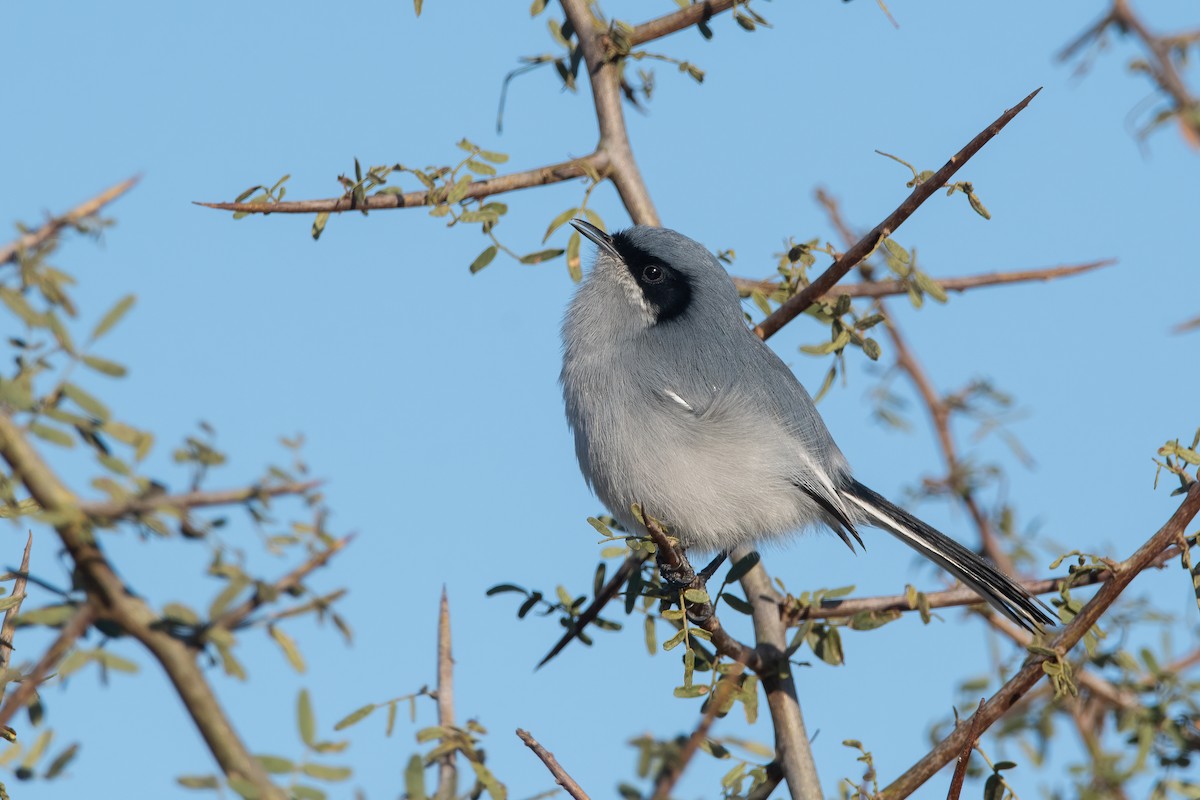 Masked Gnatcatcher - ML343834471