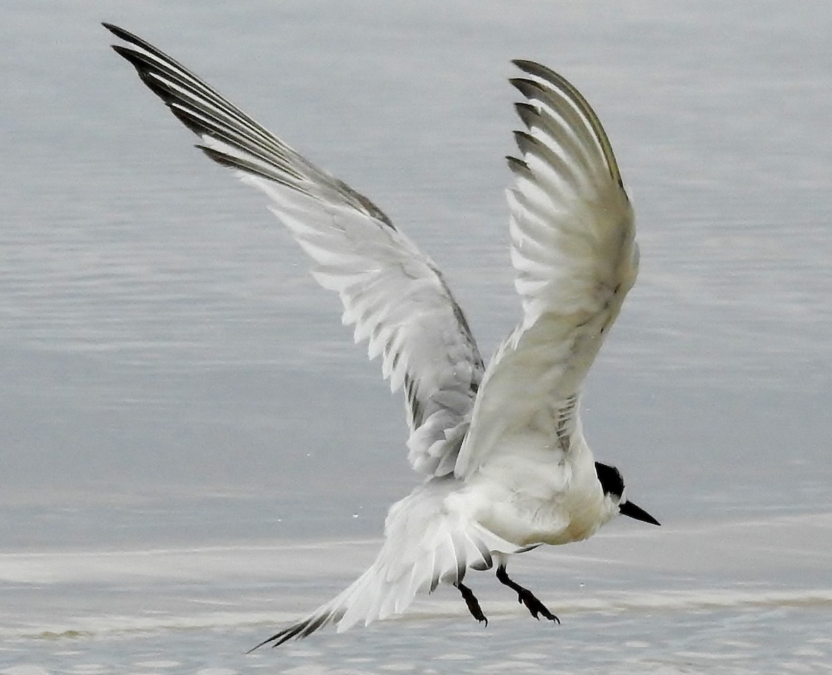 White-fronted Tern - ML34383511