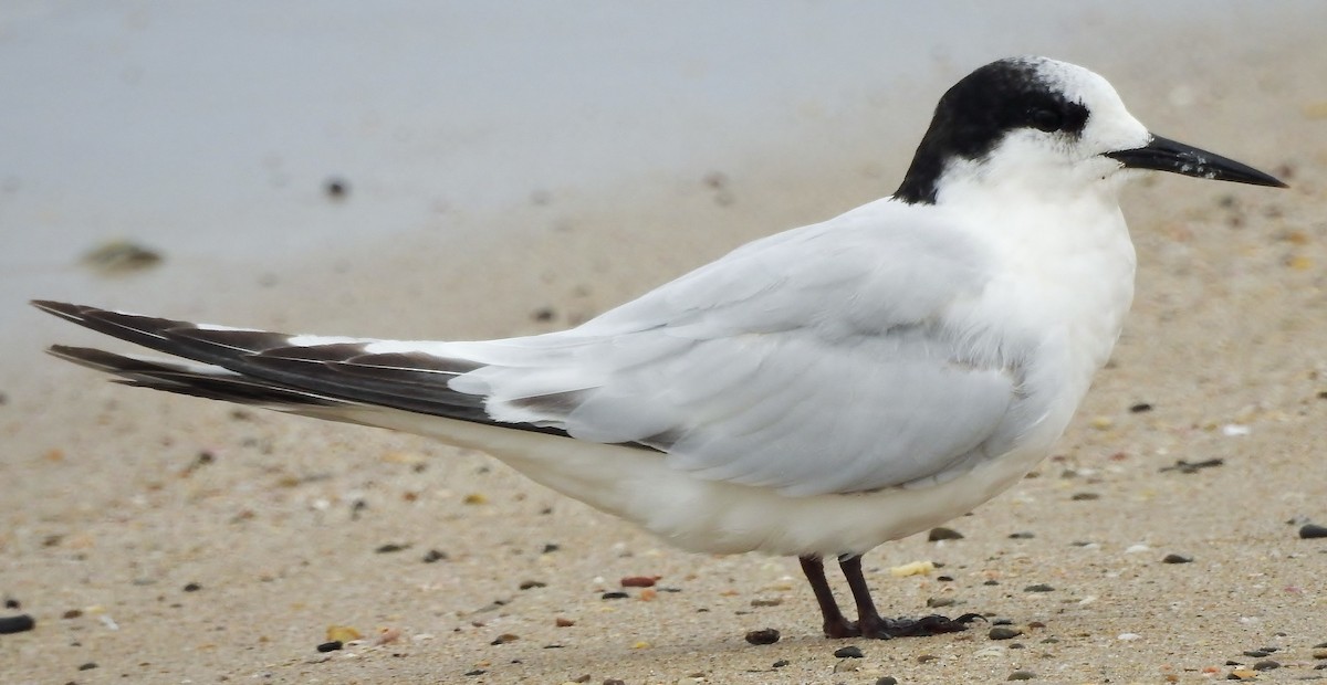 White-fronted Tern - ML34383521