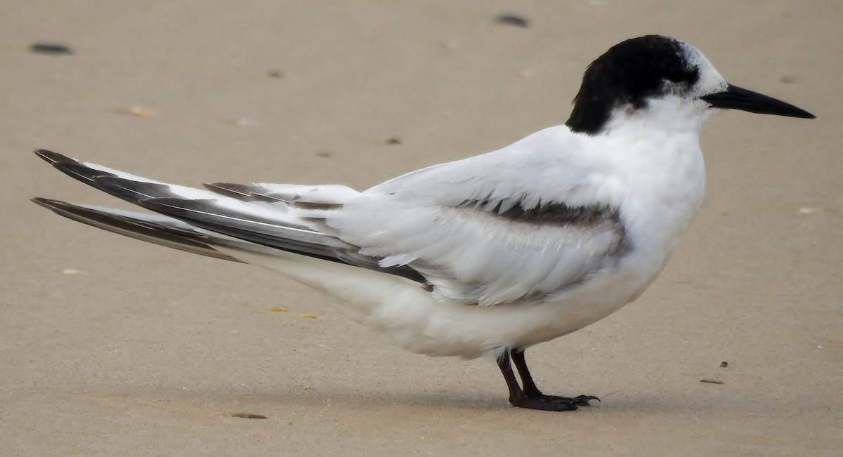 White-fronted Tern - ML34383531