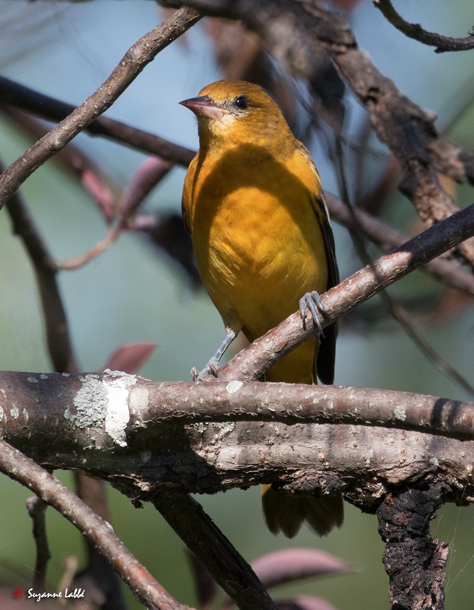 Oriole de Baltimore - ML34383651