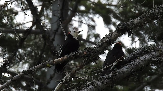 White-headed Woodpecker - ML343836881