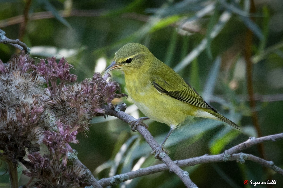 Tennessee Warbler - ML34383691