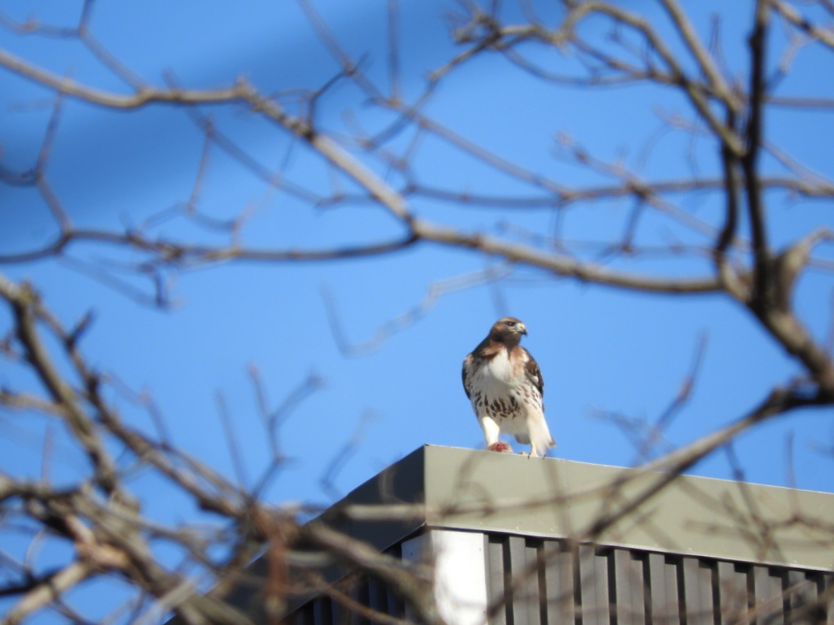 Red-tailed Hawk - ML343837041